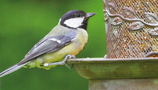 Bird Accessories (5)